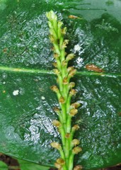 Prescottia stachyodes