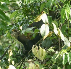 Cercopithecus lowei