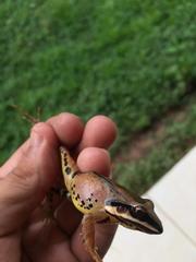 Leptodactylus mystaceus