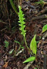 Prescottia stachyodes