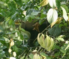 Cercopithecus lowei
