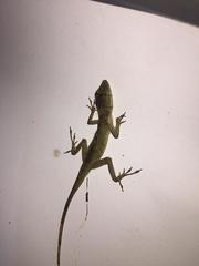 Anolis fuscoauratus