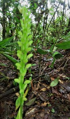 Prescottia stachyodes