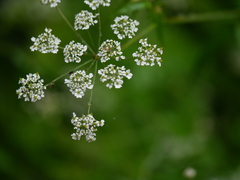 Chaerophyllum reflexum acuminatum