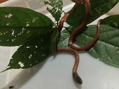 Oxyrhopus melanogenys