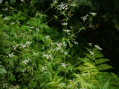 Chaerophyllum reflexum acuminatum