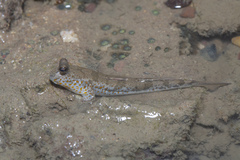 Periophthalmus chrysospilos