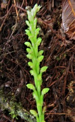 Prescottia stachyodes