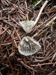 Mycena robusta