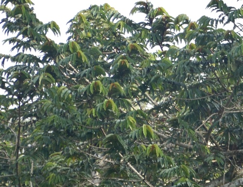 African Nutmeg (Pycnanthus angolensis)
