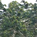 Pycnanthus angolensis - Photo inga rättigheter förbehållna, uppladdad av Jean-Paul Boerekamps