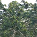 Pycnanthus angolensis - Photo no hay derechos reservados, subido por Jean-Paul Boerekamps