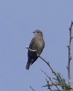 Ussher's Flycatcher (Artomyias ussheri), photo 1