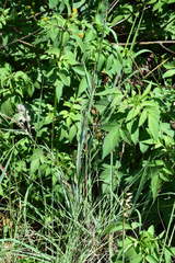 Diheteropogon amplectens