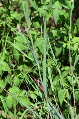 Diheteropogon amplectens