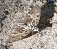 Catuna oberthueri