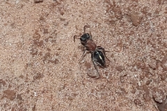 Pseudomethoca gounellei