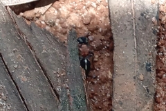 Pseudomethoca gounellei