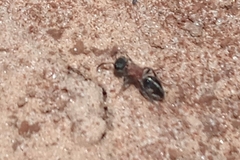 Pseudomethoca gounellei