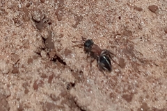 Pseudomethoca gounellei