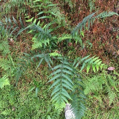 Pseudophegopteris subaurita