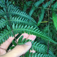 Pseudophegopteris subaurita