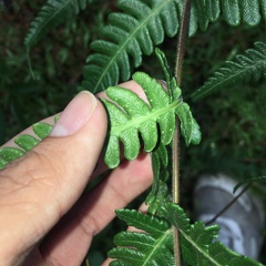 Pseudophegopteris subaurita