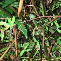 Pseudophegopteris subaurita