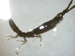 Astacilla