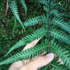 Pseudophegopteris subaurita