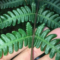 Pseudophegopteris subaurita