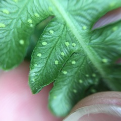 Pseudophegopteris subaurita