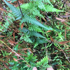 Pseudophegopteris subaurita