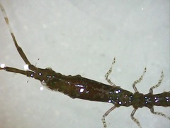 Astacilla