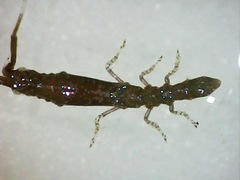 Astacilla