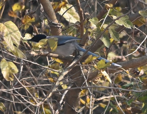 Azure-winged Magpie