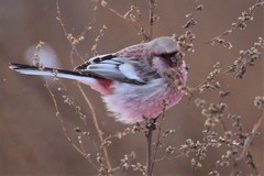 Long-Tailed Rosefinch photo 3