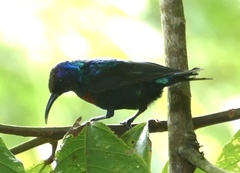 Cinnyris coccinigastrus