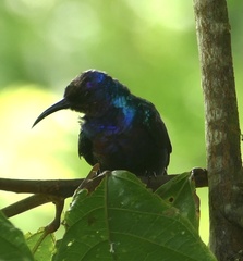Cinnyris coccinigastrus