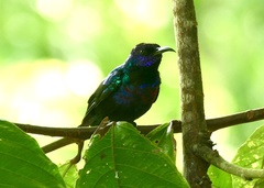 Cinnyris coccinigastrus
