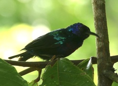 Cinnyris coccinigastrus