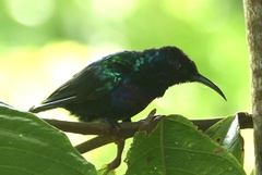 Cinnyris coccinigastrus