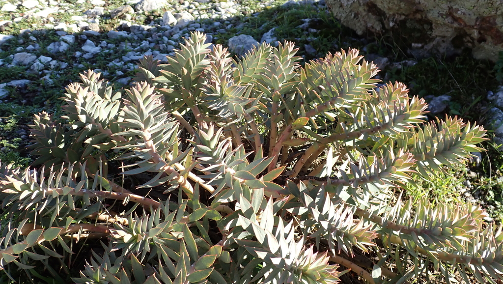 Euphorbia rigida Loisel.