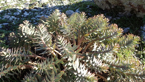 Euphorbia rigida