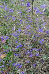 Delphinium consolida