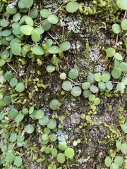 Peperomia circinnata