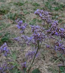 Delphinium consolida