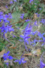 Delphinium consolida