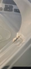 Platyomus