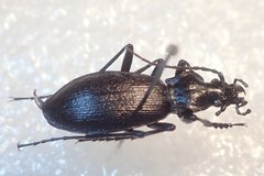 Carabus quinlani